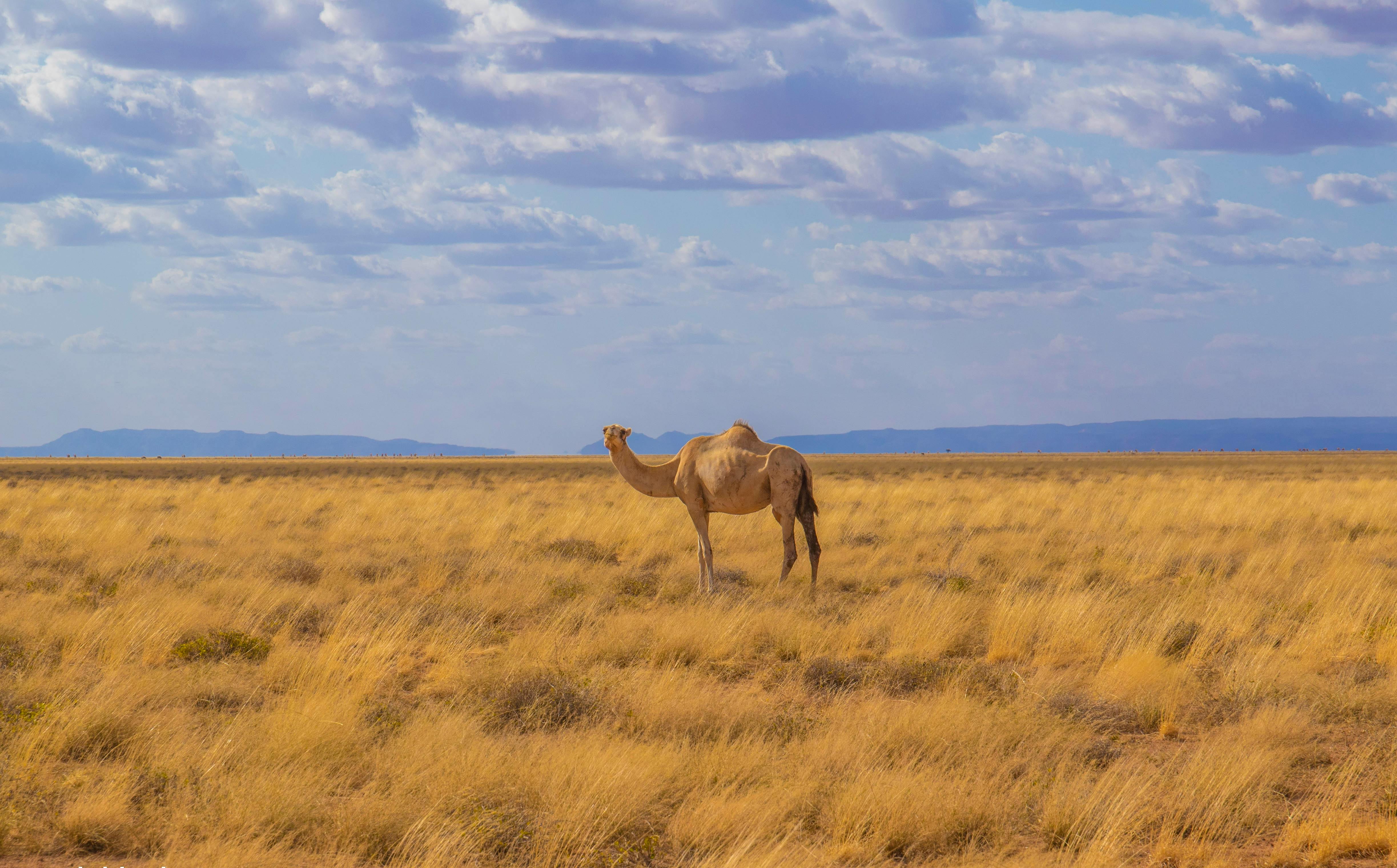 A camel standing in a vast golden grassland under a partly cloudy blue sky with distant mountains on the horizon.